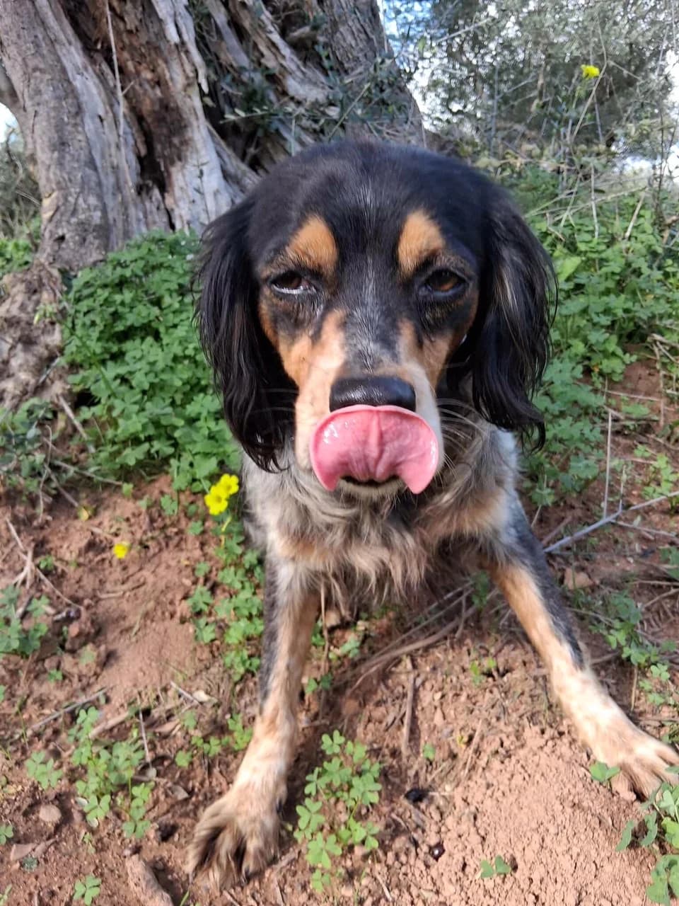 Nefeli, female 7yo Mixed Breed for adoption at Friends of the Strays of Greece