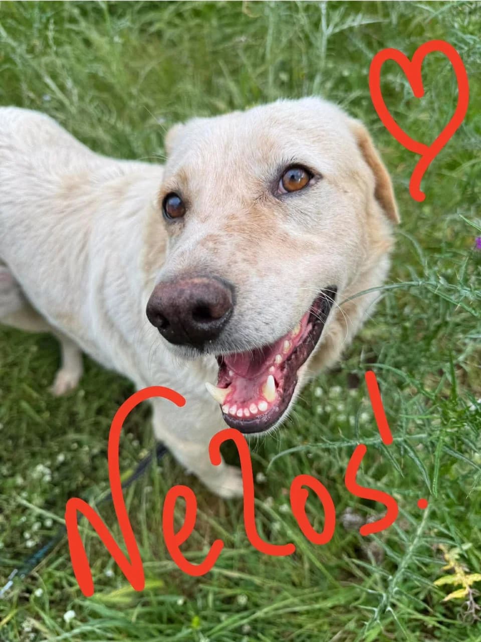 Nelos, male 5yo Mixed Breed for adoption at Friends of the Strays of Greece