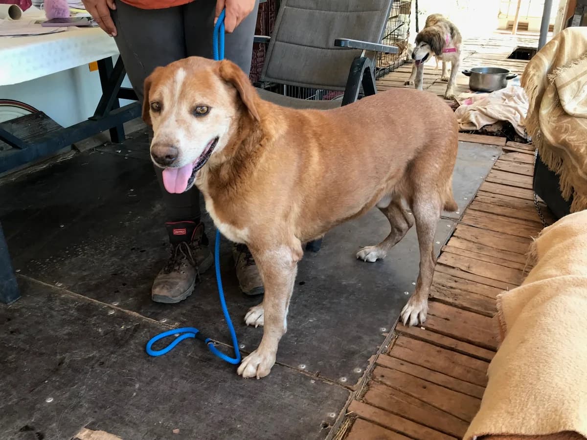 Olaf, male senior Mixed Breed for adoption at Friends of the Strays of Greece