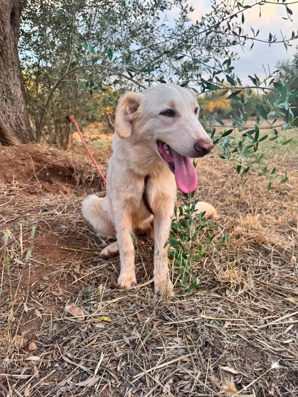 Pavlova, female puppy Mixed Breed for adoption at Friends of the Strays of Greece