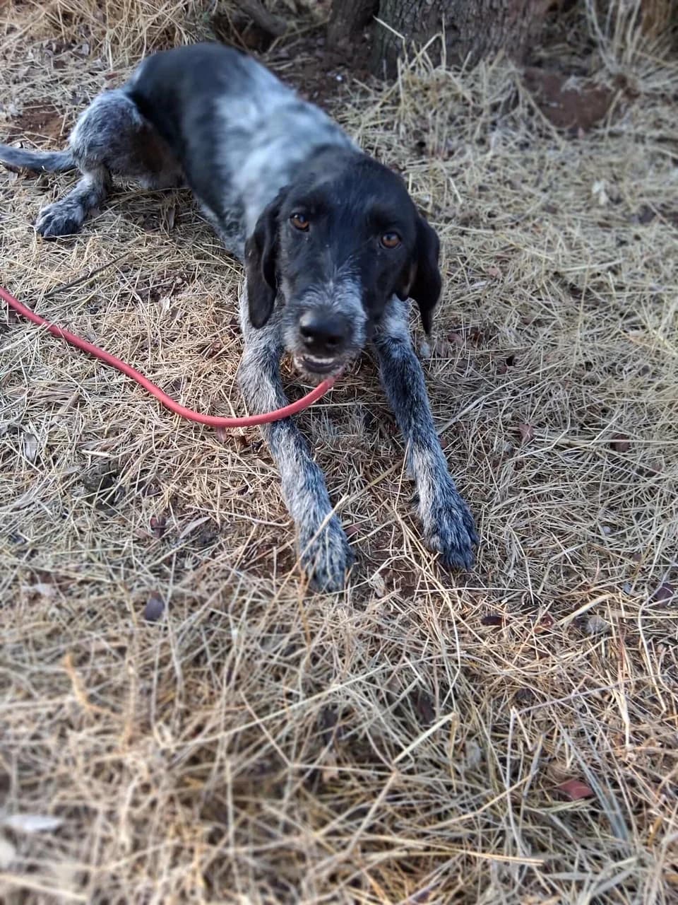 Pepper, female Mixed Breed for adoption at Friends of the Strays of Greece