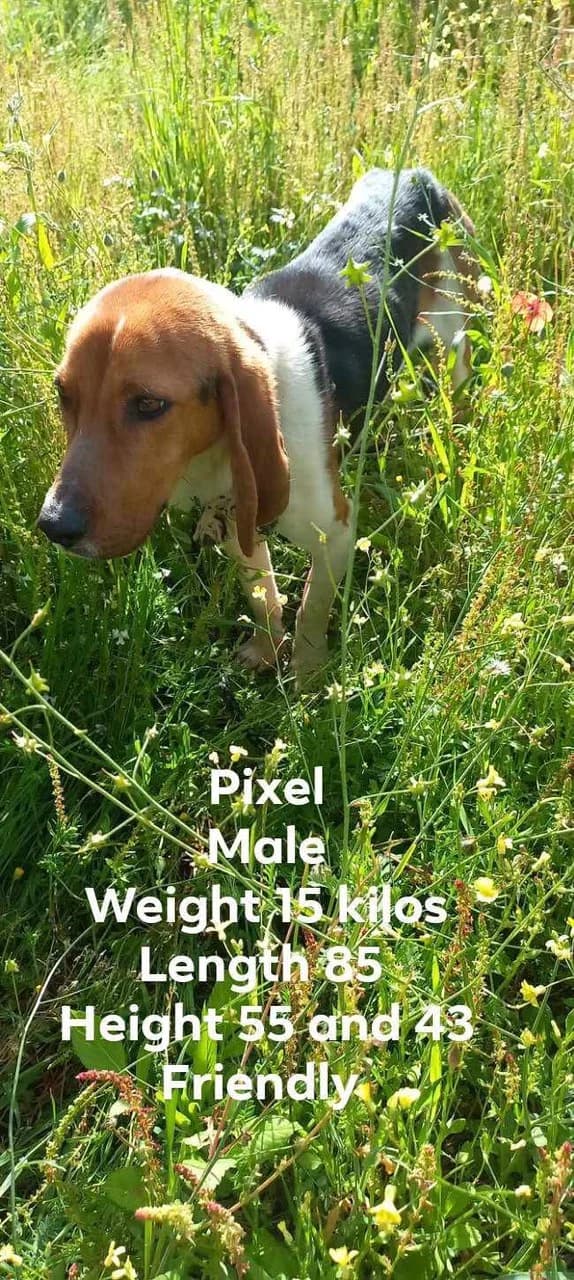 Pixel, male Mixed Breed for adoption at Friends of the Strays of Greece