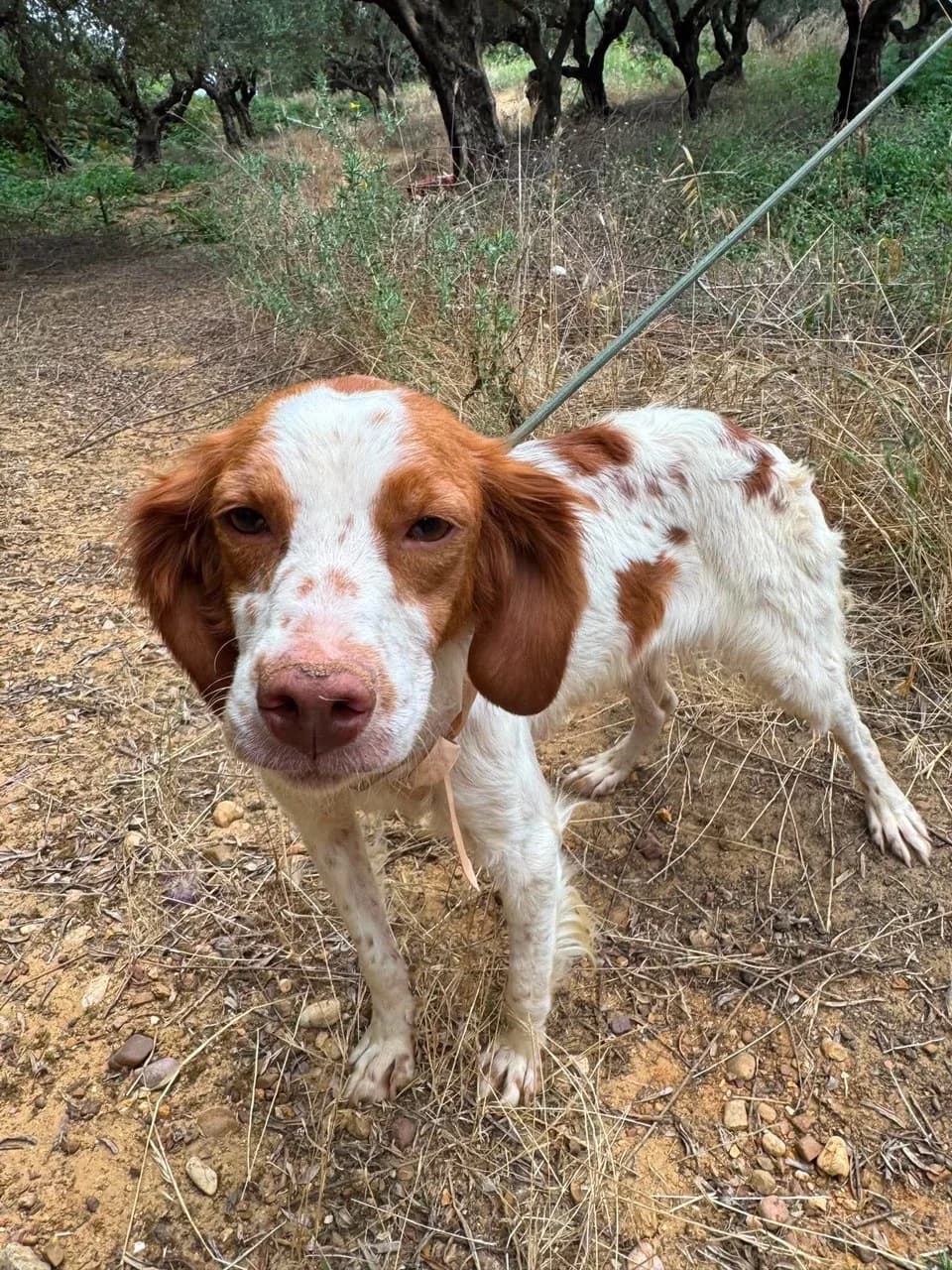 Polly, female 5yo Mixed Breed for adoption at Friends of the Strays of Greece