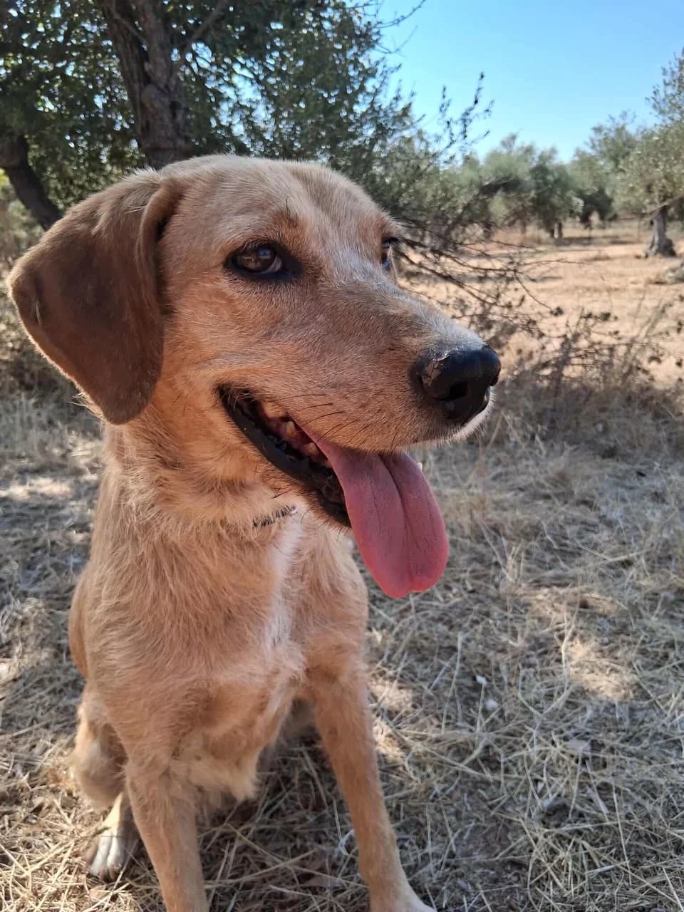 Precious, female Mixed Breed for adoption at Friends of the Strays of Greece
