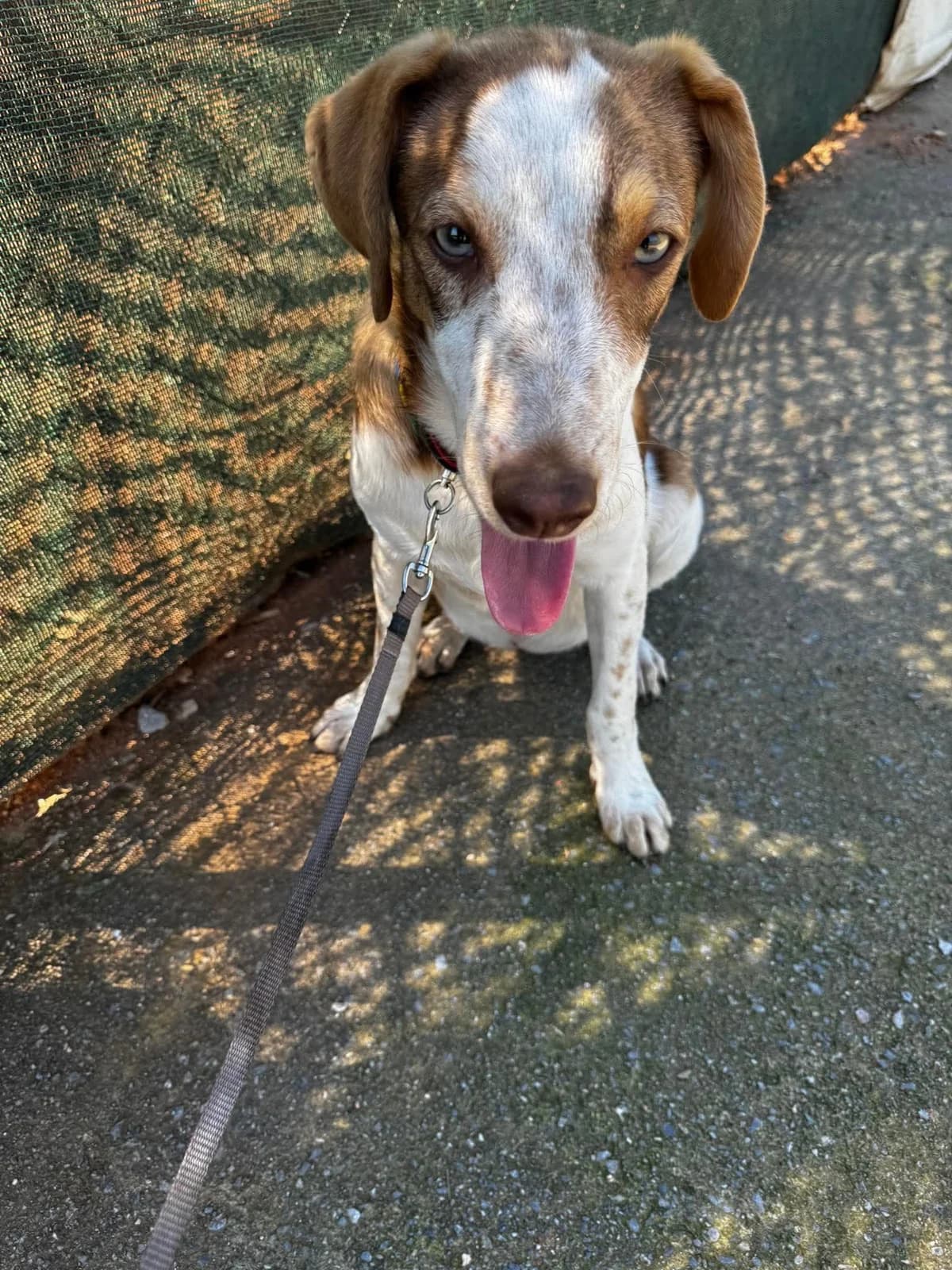 Rina, female young Mixed Breed for adoption at Friends of the Strays of Greece