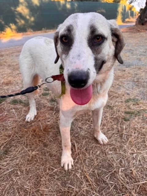 Rosaline, female 5yo Mixed Breed for adoption at Friends of the Strays of Greece