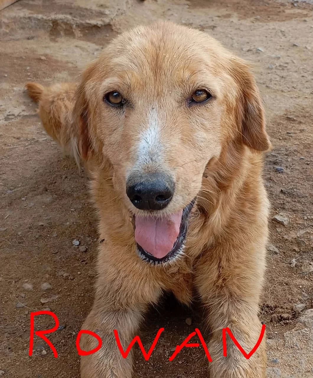 Rowan, female 3yo Mixed Breed for adoption at Friends of the Strays of Greece