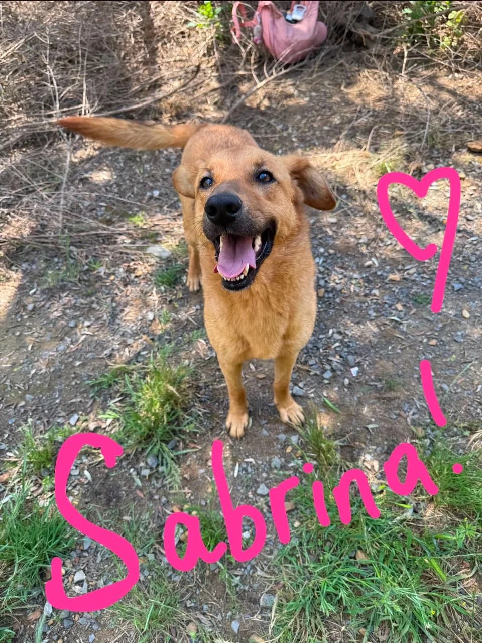 Sabrina, female Mixed Breed for adoption at Friends of the Strays of Greece