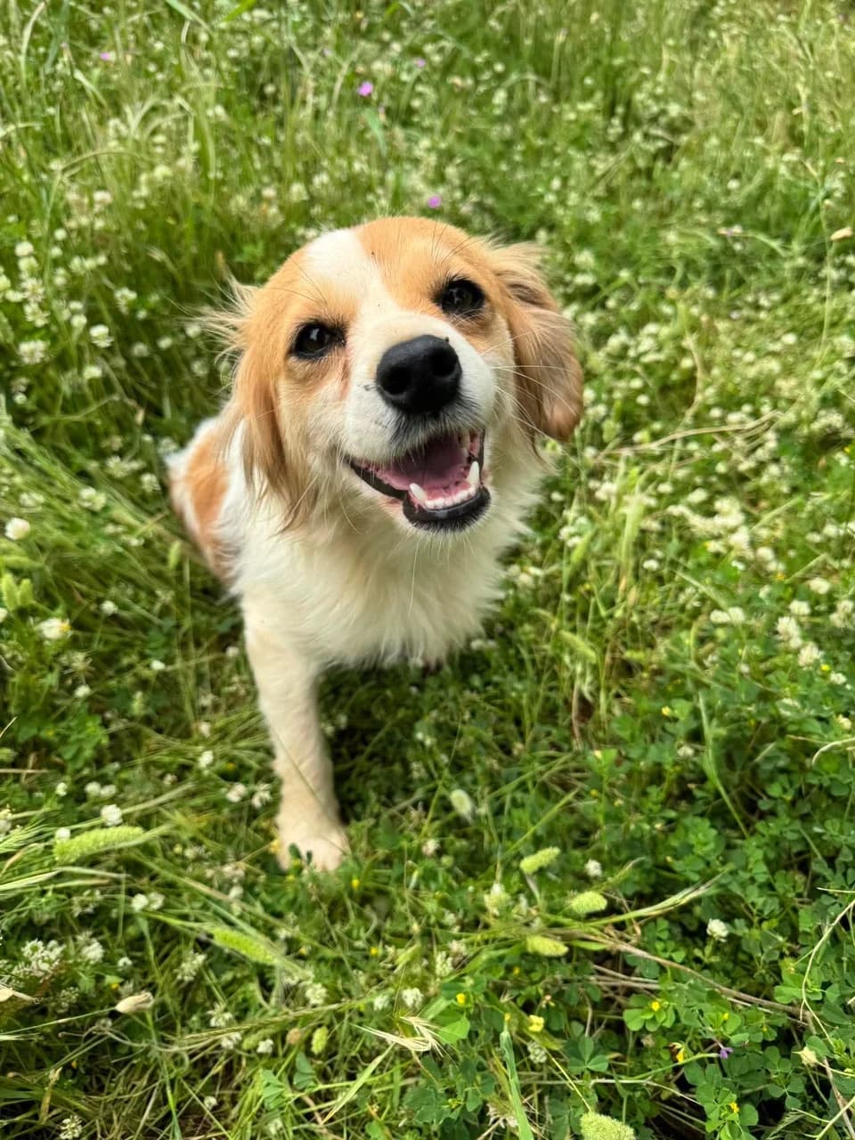 Sissy -Small, 3 legged sweet girl – Reserved Frost, female young Mixed Breed for adoption at Friends of the Strays of Greece