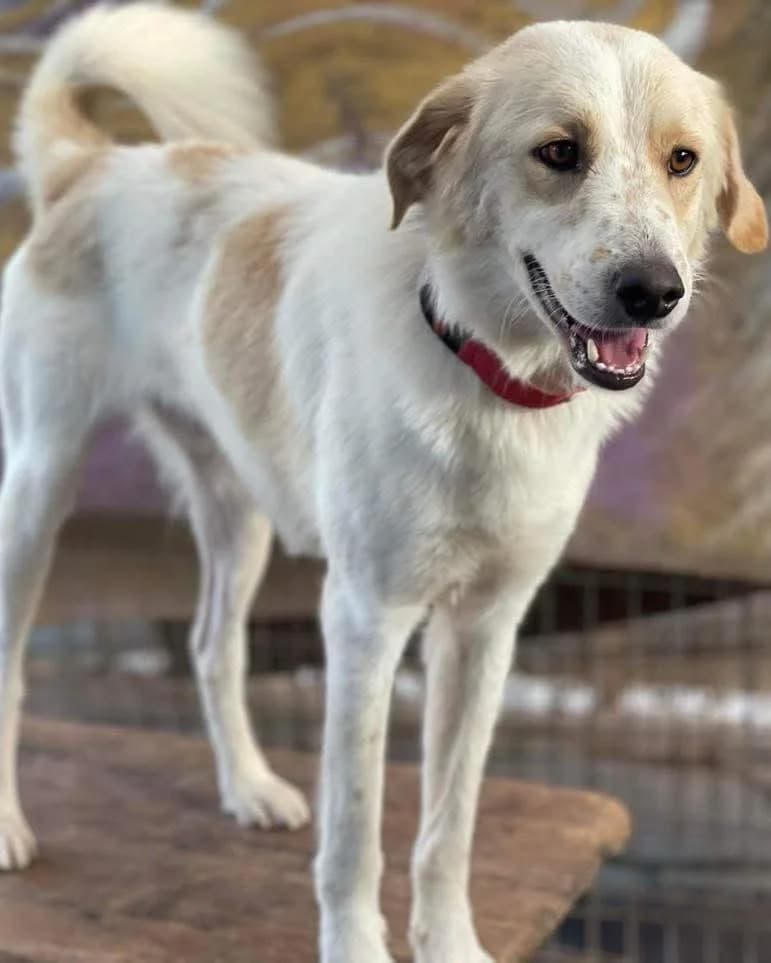 Solomon, male Mixed Breed for adoption at Friends of the Strays of Greece