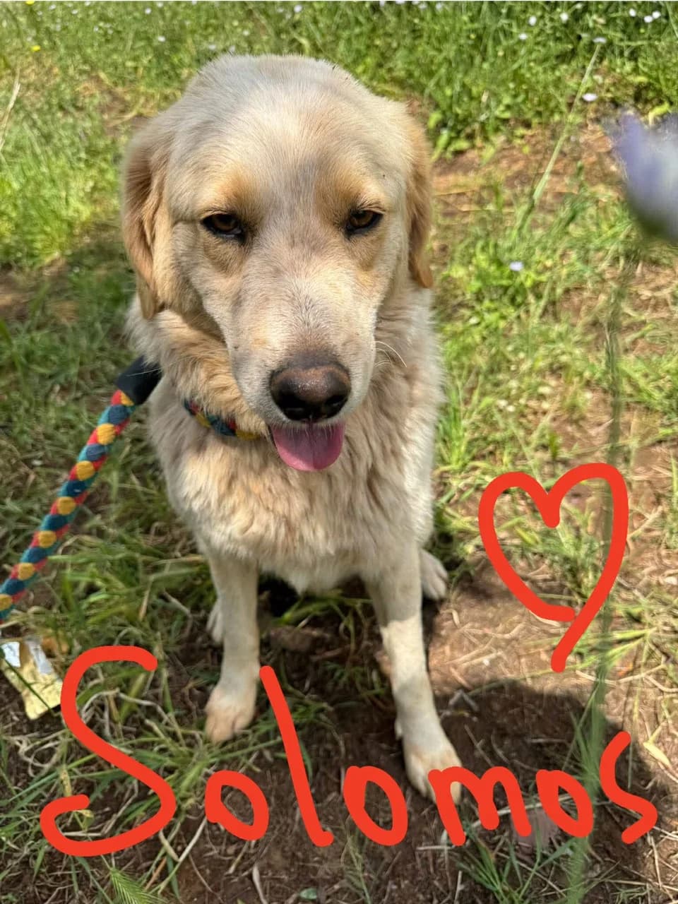 Solomon, male 5yo Mixed Breed for adoption at Friends of the Strays of Greece