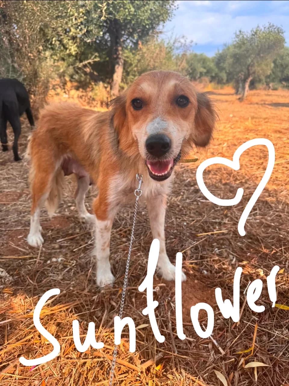 Sunflower, female 3yo Mixed Breed for adoption at Friends of the Strays of Greece