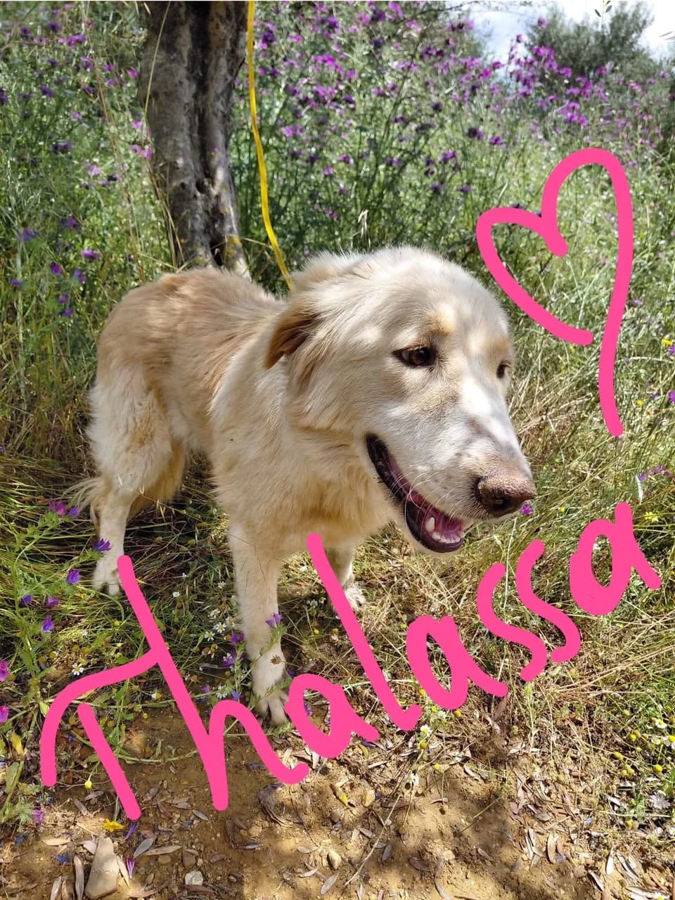 Thalassa – Provisional reserve, female 4yo Mixed Breed for adoption at Friends of the Strays of Greece
