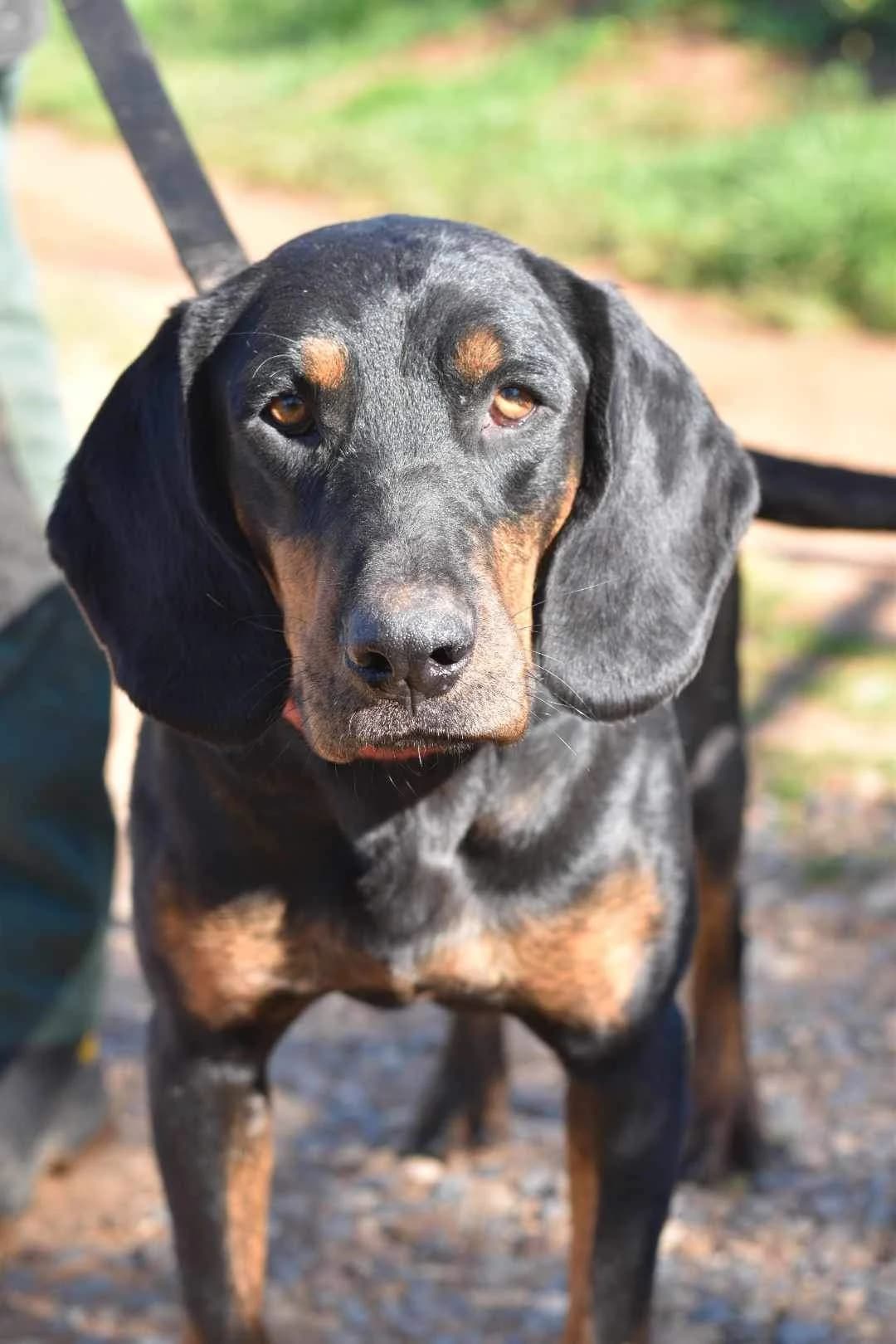 Tony, female 6yo Mixed Breed for adoption at Friends of the Strays of Greece