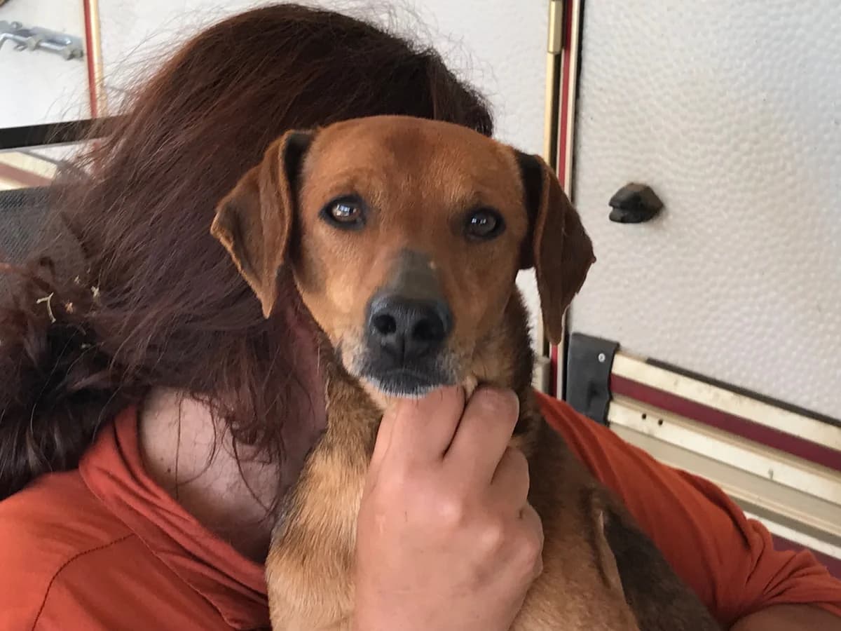 Truffles, male Mixed Breed for adoption at Friends of the Strays of Greece