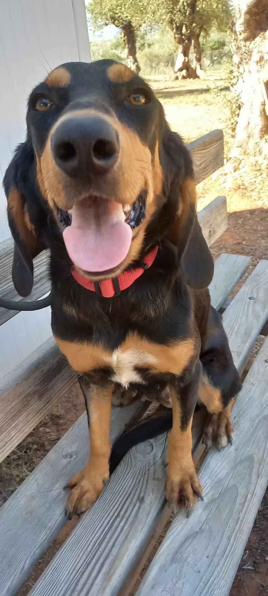 Ursula, female Mixed Breed for adoption at Friends of the Strays of Greece