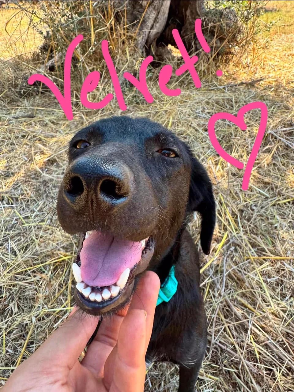 Velvet, female Mixed Breed for adoption at Friends of the Strays of Greece