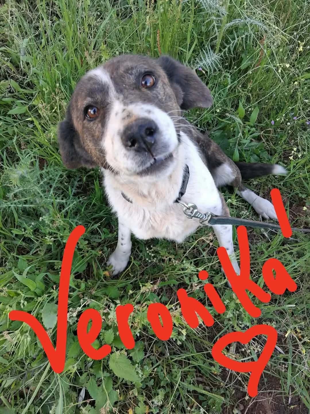 Veronika – Reserved Price, female 5yo Mixed Breed for adoption at Friends of the Strays of Greece