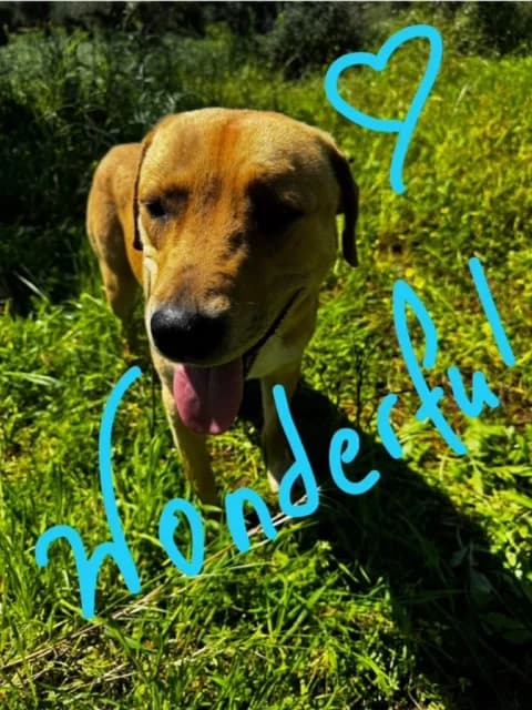 Wonderful, male Mixed Breed for adoption at Friends of the Strays of Greece