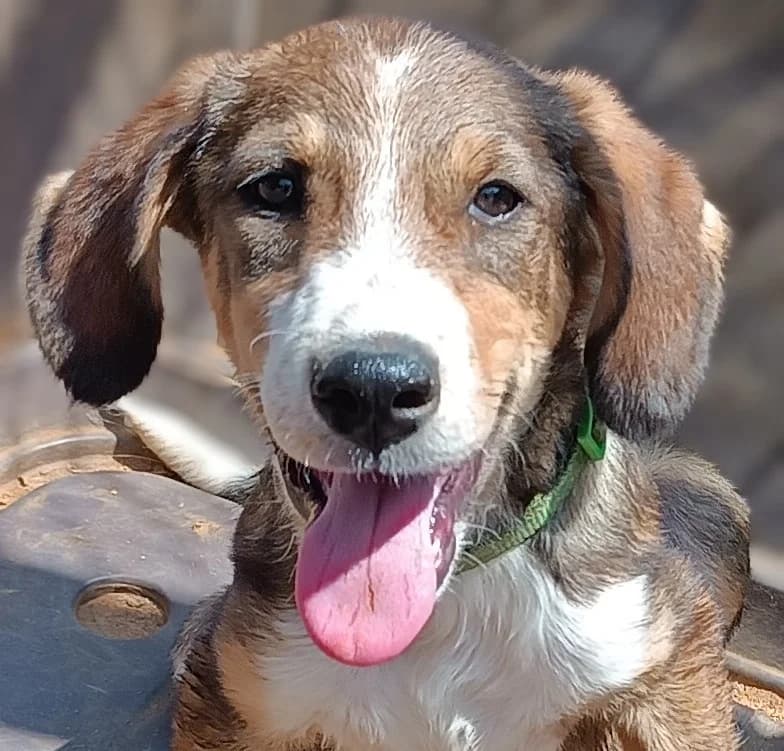 Zorba, male Mixed Breed for adoption at Friends of the Strays of Greece