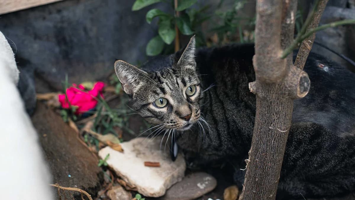 Serena, Mixed Breed for adoption at Syros Cats, Syros