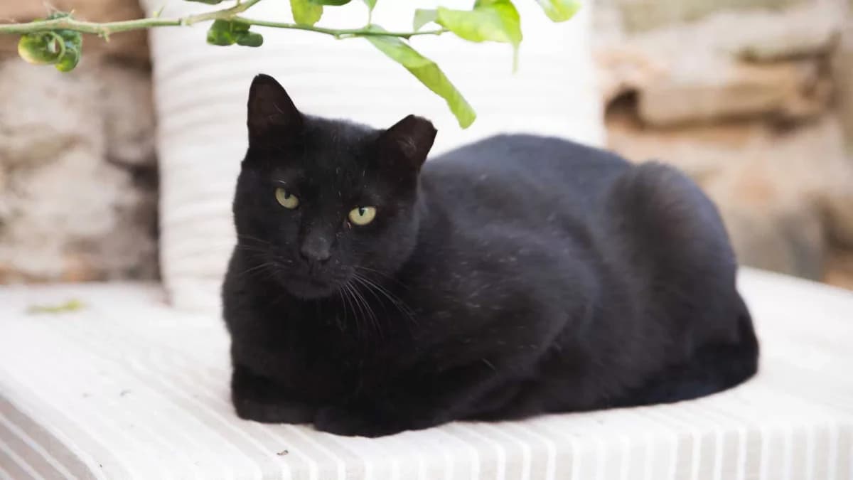 Apollo, Mixed Breed for adoption at Syros Cats, Syros