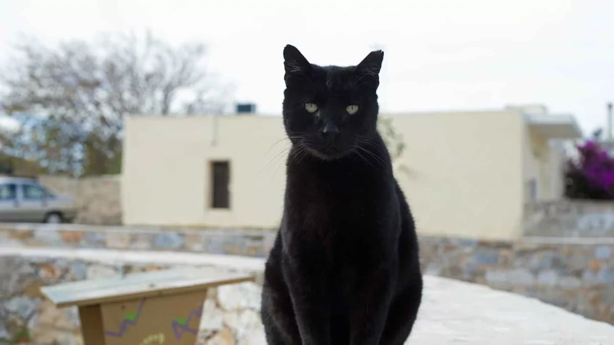 Morse, Mixed Breed for adoption at Syros Cats, Syros