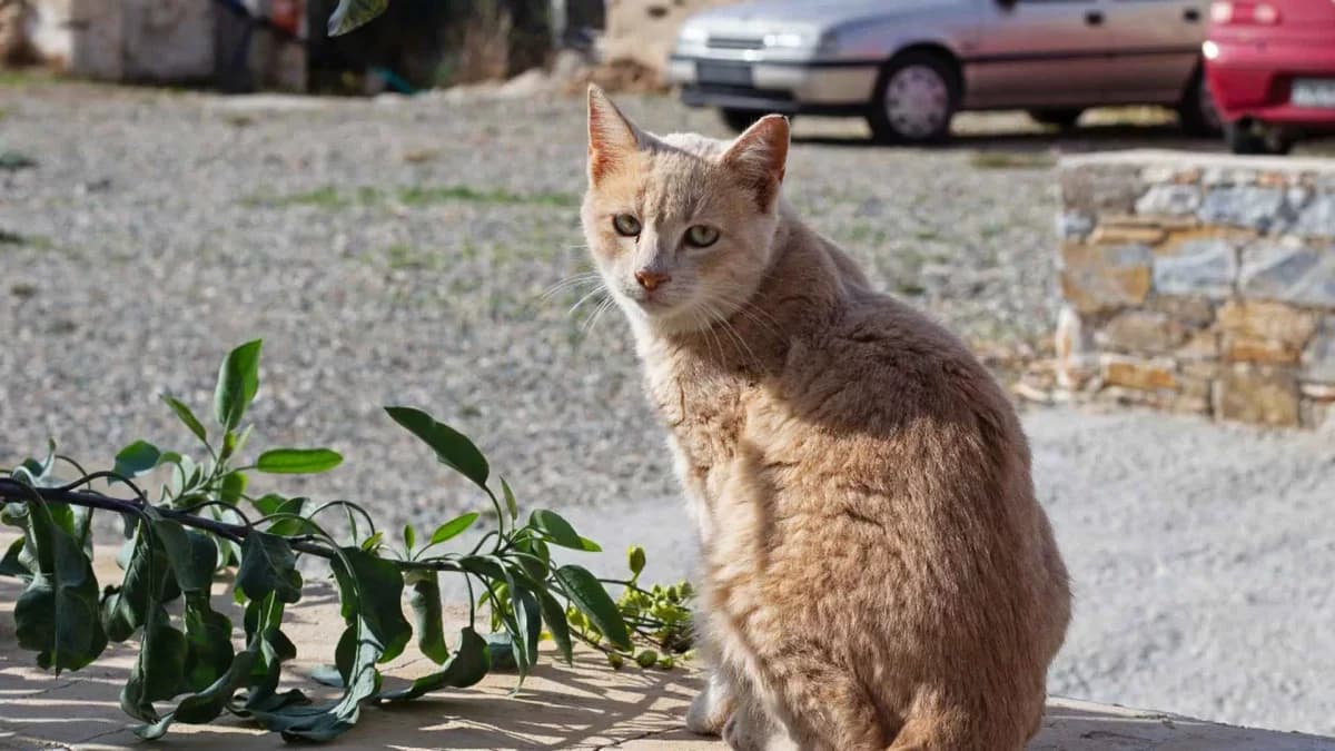 Felix, Mixed Breed for adoption at Syros Cats, Syros