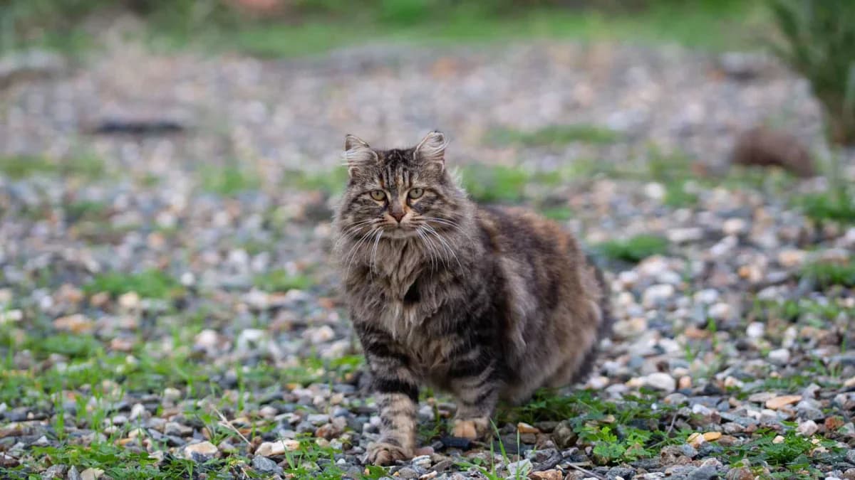 Aussie, Mixed Breed for adoption at Syros Cats, Syros