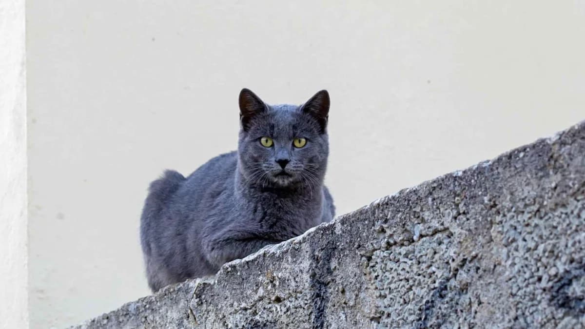 Ricky, Mixed Breed for adoption at Syros Cats, Syros