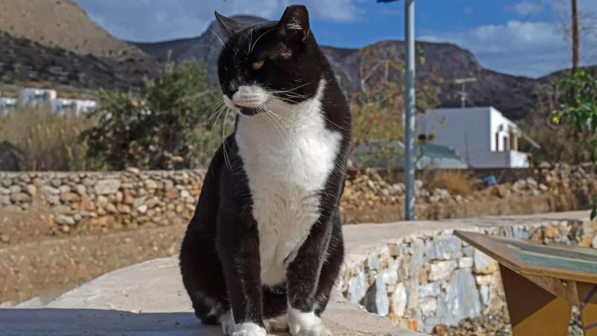 Julian, Mixed Breed for adoption at Syros Cats, Syros