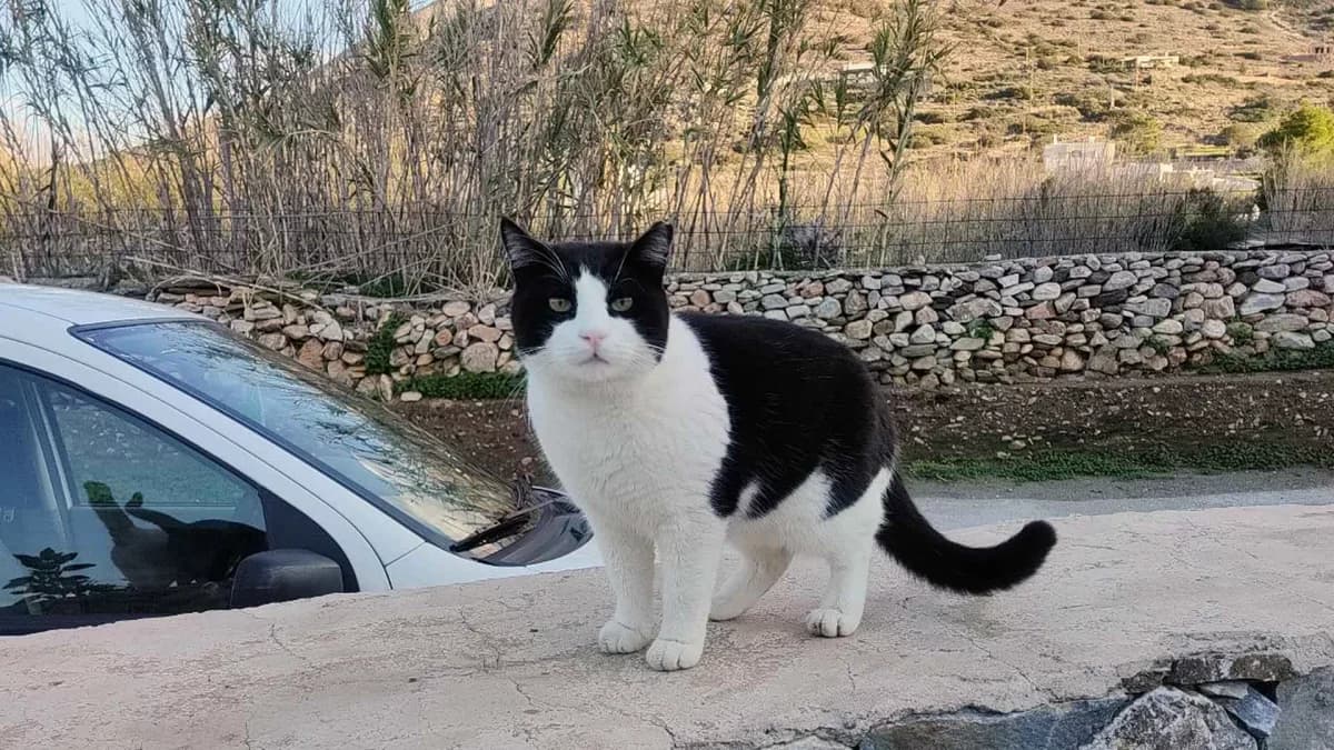 Randy, Mixed Breed for adoption at Syros Cats, Syros