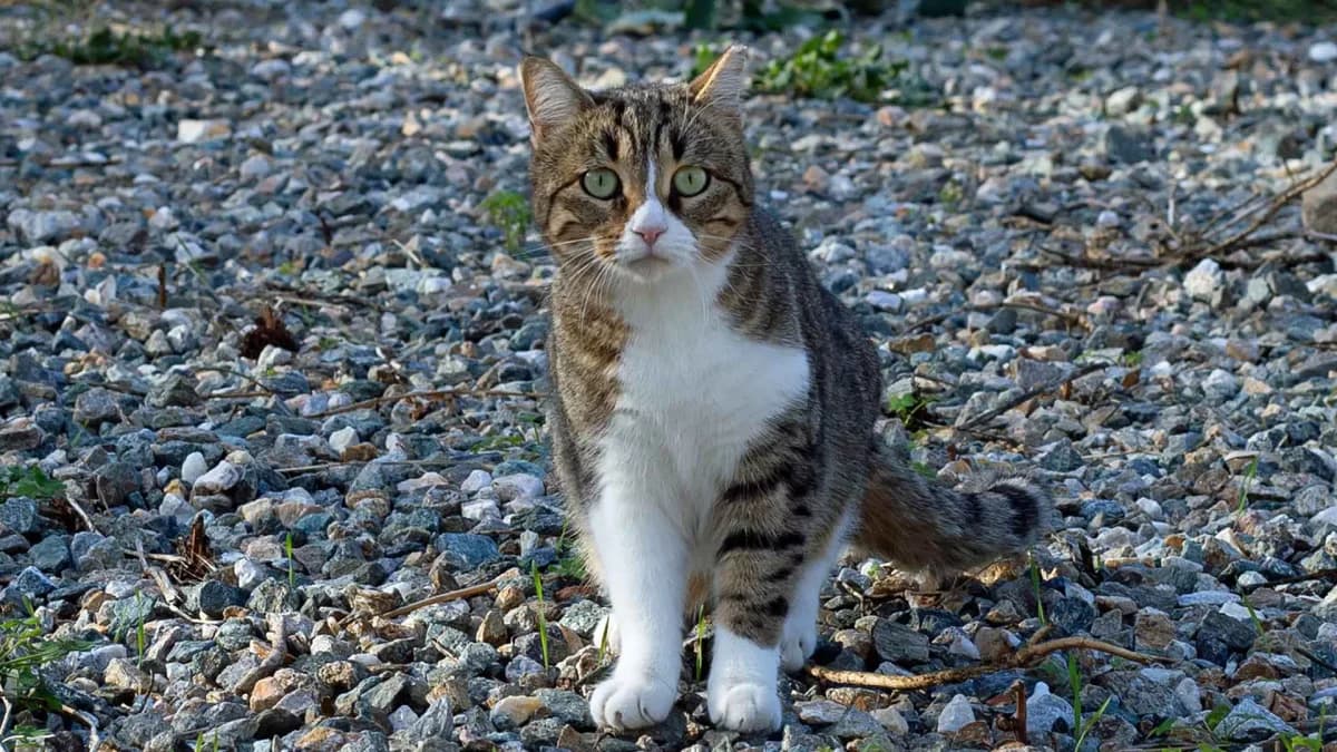 Trinity, Mixed Breed for adoption at Syros Cats, Syros