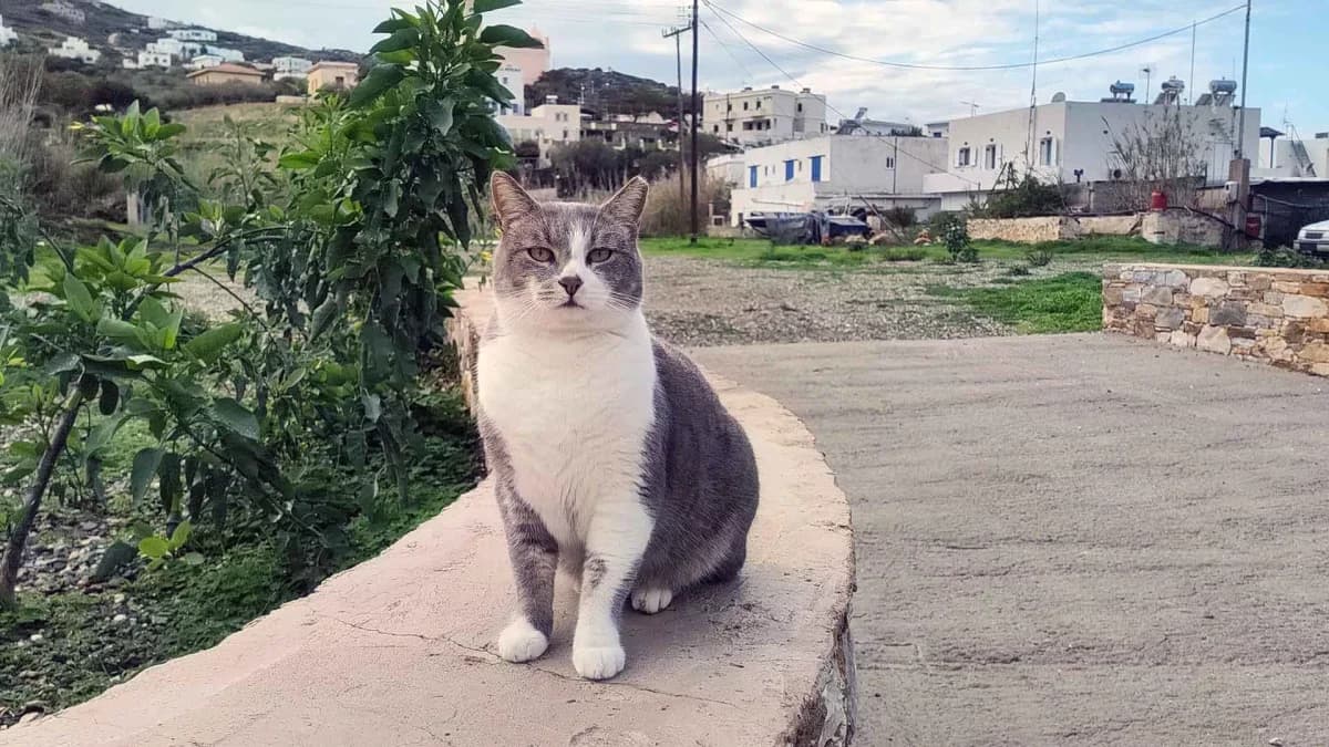 Jamie,  Mixed Breed for adoption at Syros Cats, Syros