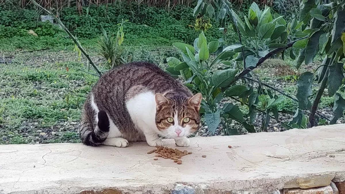 Lucy,  Mixed Breed for adoption at Syros Cats, Syros