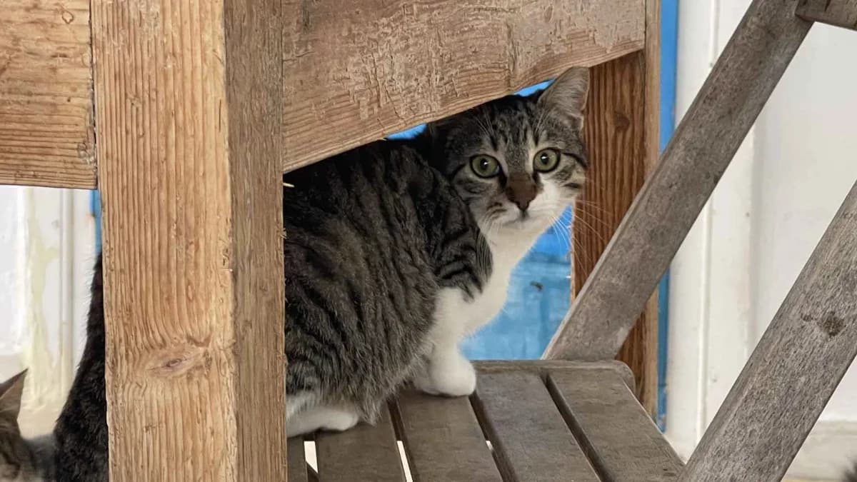 Clive, Mixed Breed for adoption at Syros Cats, Syros