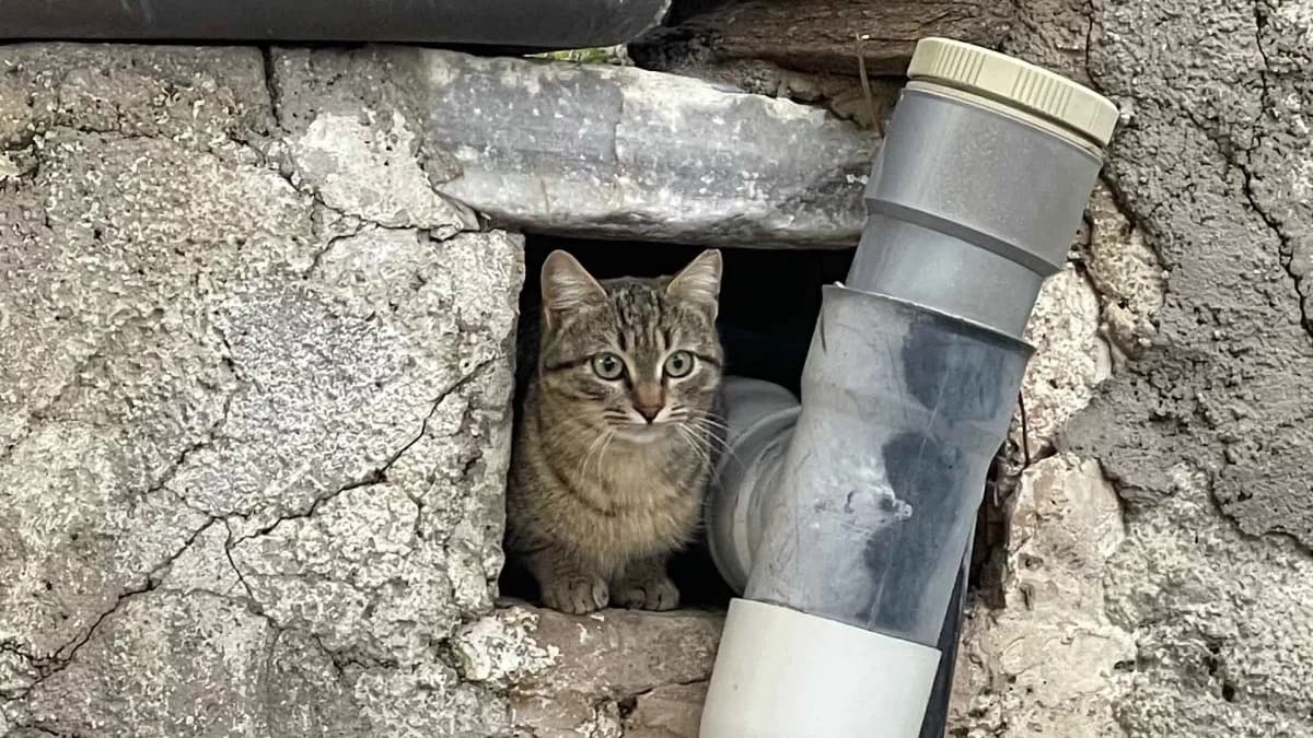 Corrag, Mixed Breed for adoption at Syros Cats, Syros