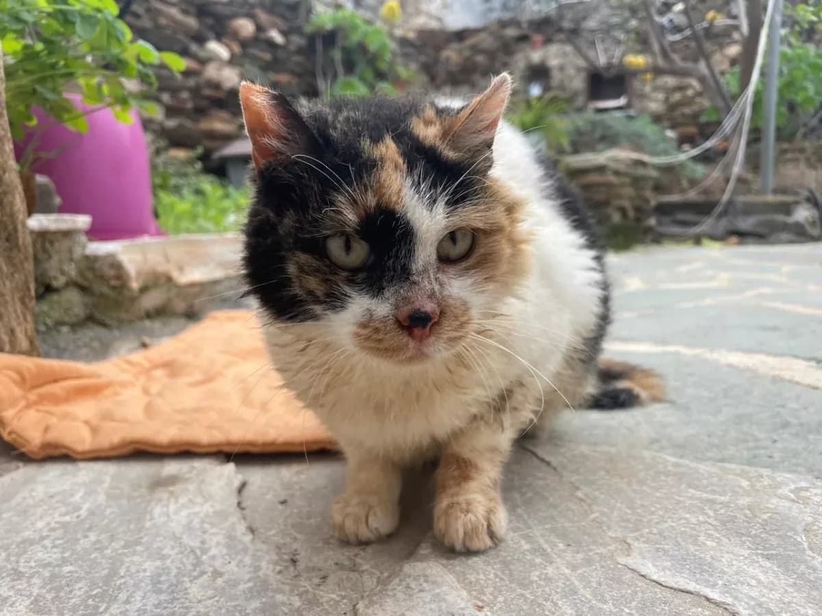 Ellie, Mixed Breed for adoption at Syros Cats, Syros