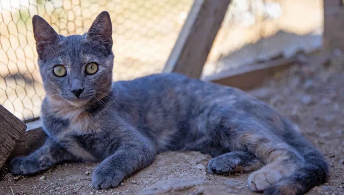 Emmy, Mixed Breed for adoption at Syros Cats, Syros