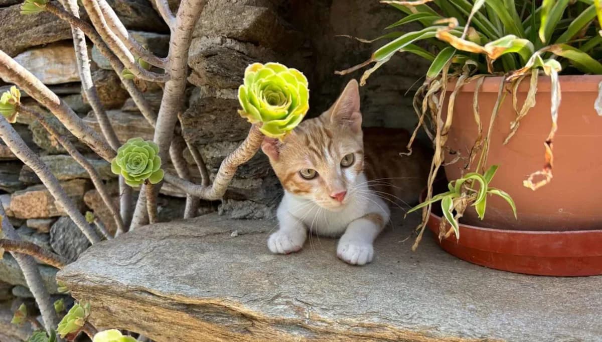 Gimli, Mixed Breed for adoption at Syros Cats, Syros