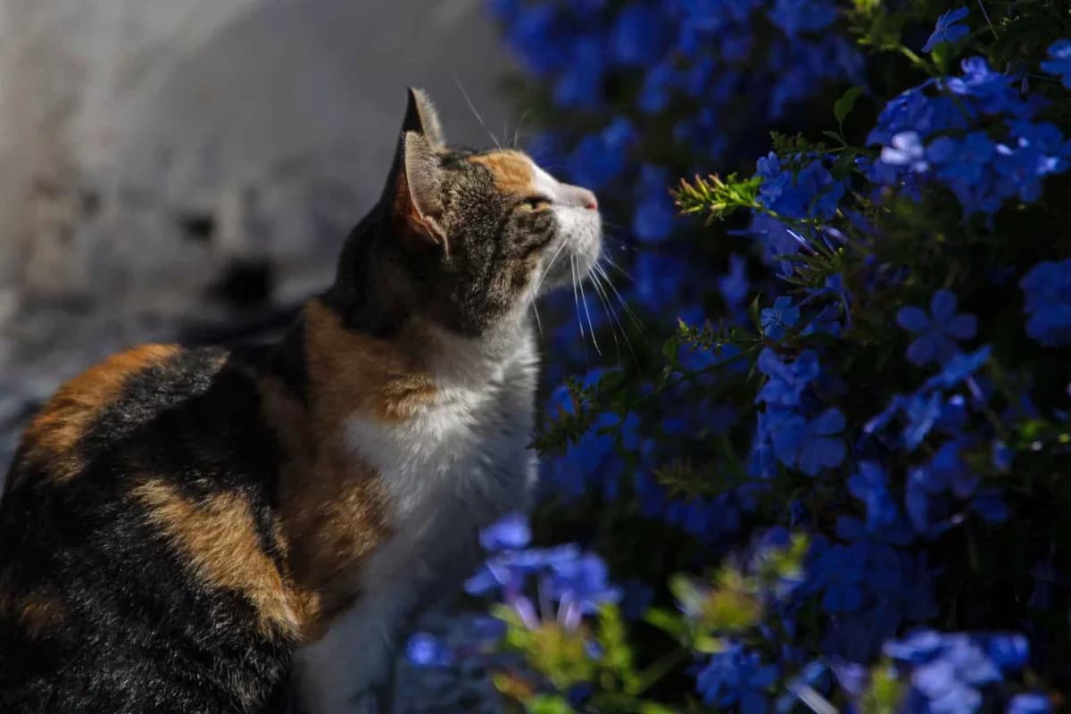 Peanut, Mixed Breed for adoption at Syros Cats, Syros