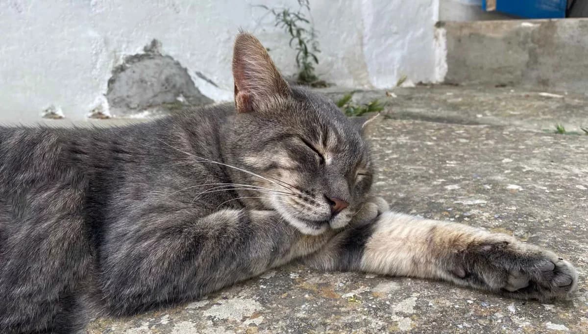 Nobby, Mixed Breed for adoption at Syros Cats, Syros
