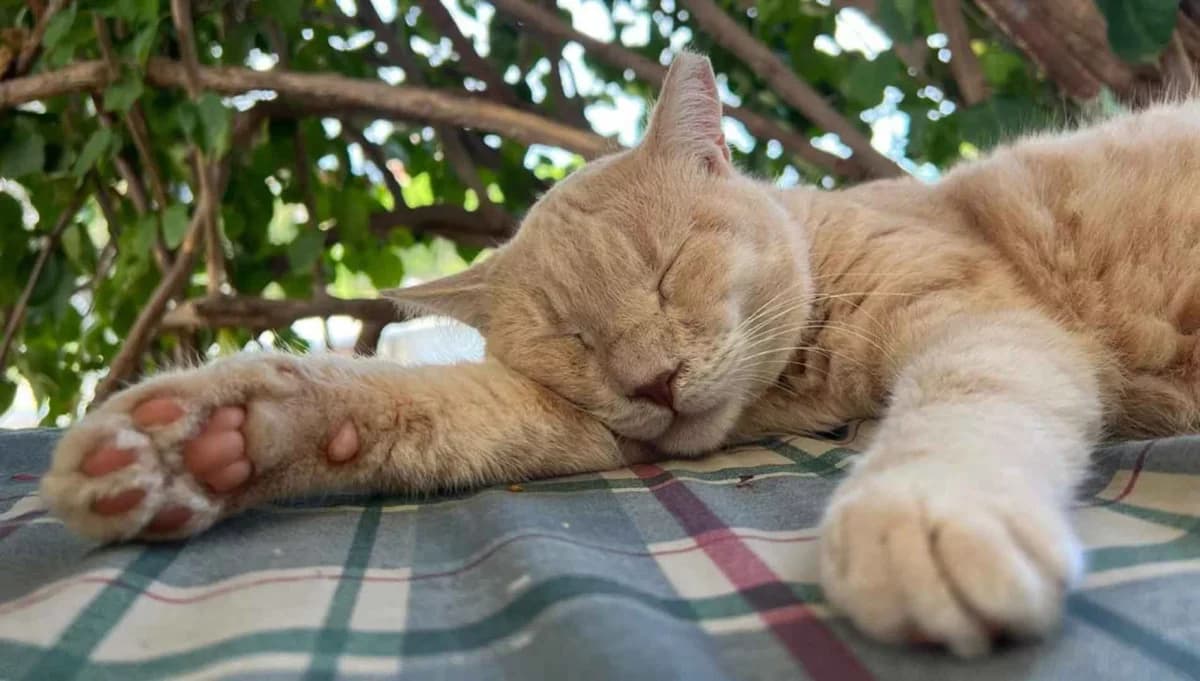 Houdini, Mixed Breed for adoption at Syros Cats, Syros