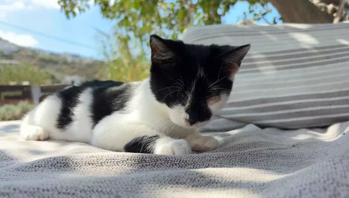 Bertie, Mixed Breed for adoption at Syros Cats, Syros