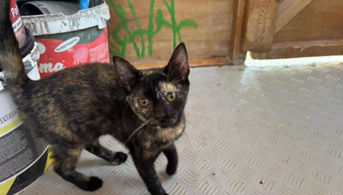 Nike, Mixed Breed for adoption at Syros Cats, Syros