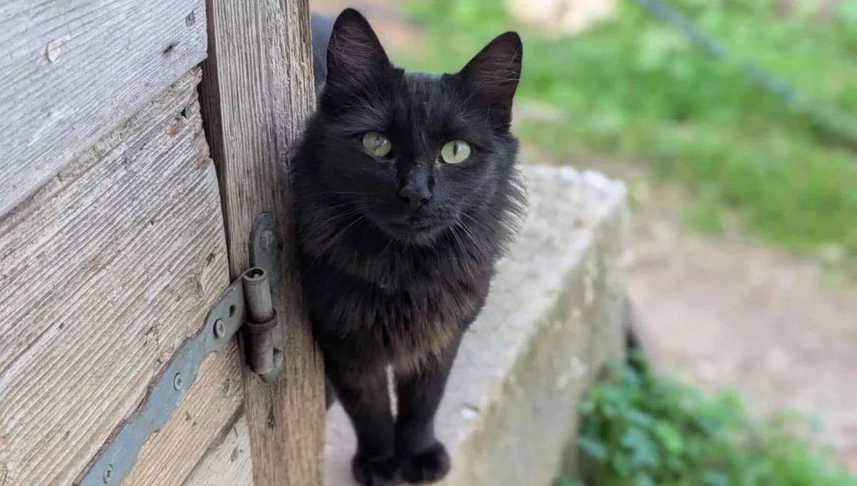 Azoli, Mixed Breed for adoption at Syros Cats, Syros