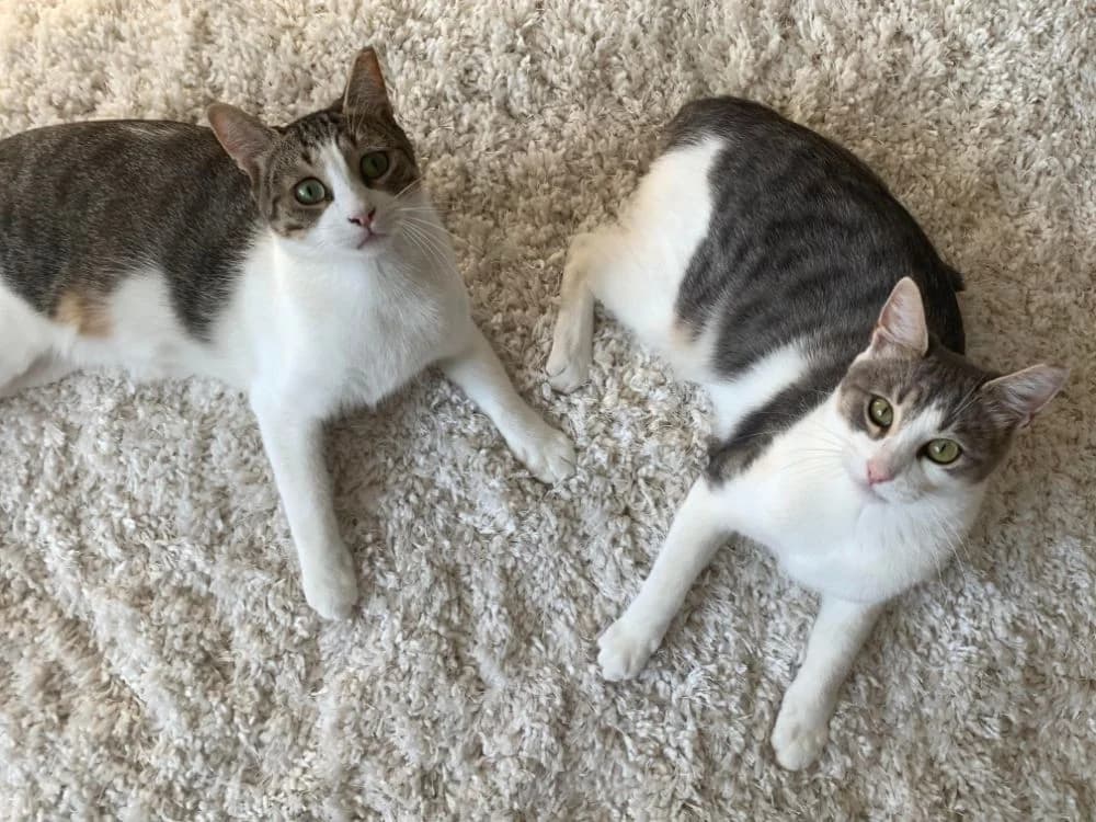 Onyx & Louis, Mixed Breed for adoption at Syros Cats, Syros