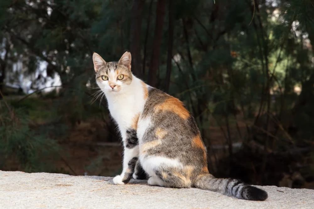 Tabitha, Mixed Breed for adoption at Syros Cats, Syros