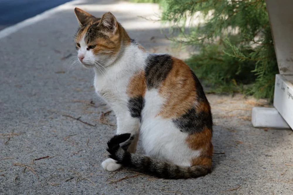 Kami, Mixed Breed for adoption at Syros Cats, Syros