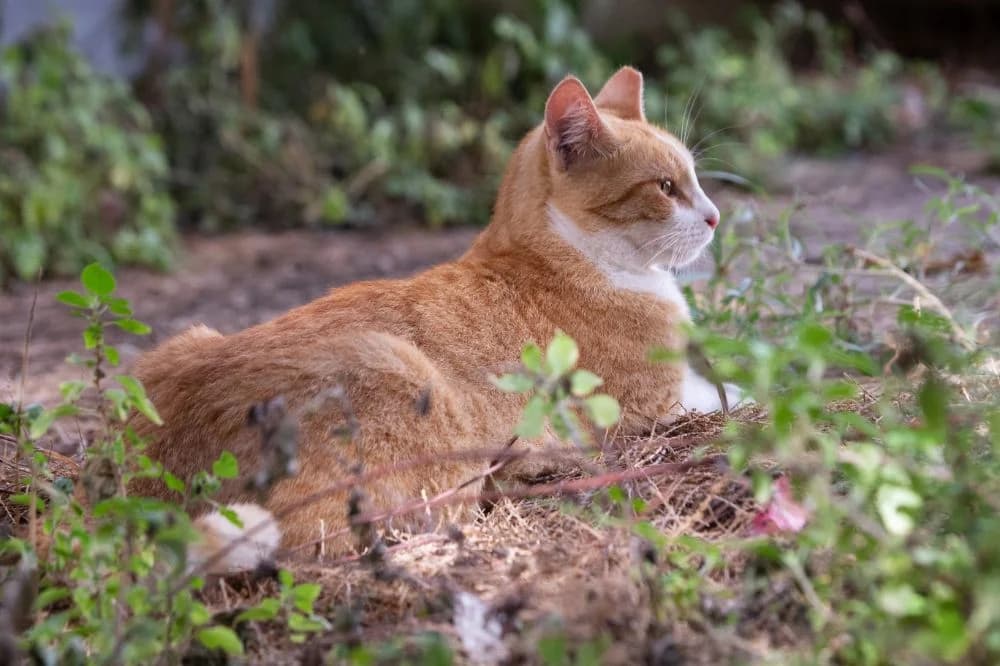 Ginger & White – Boy, Mixed Breed for adoption at Syros Cats, Syros